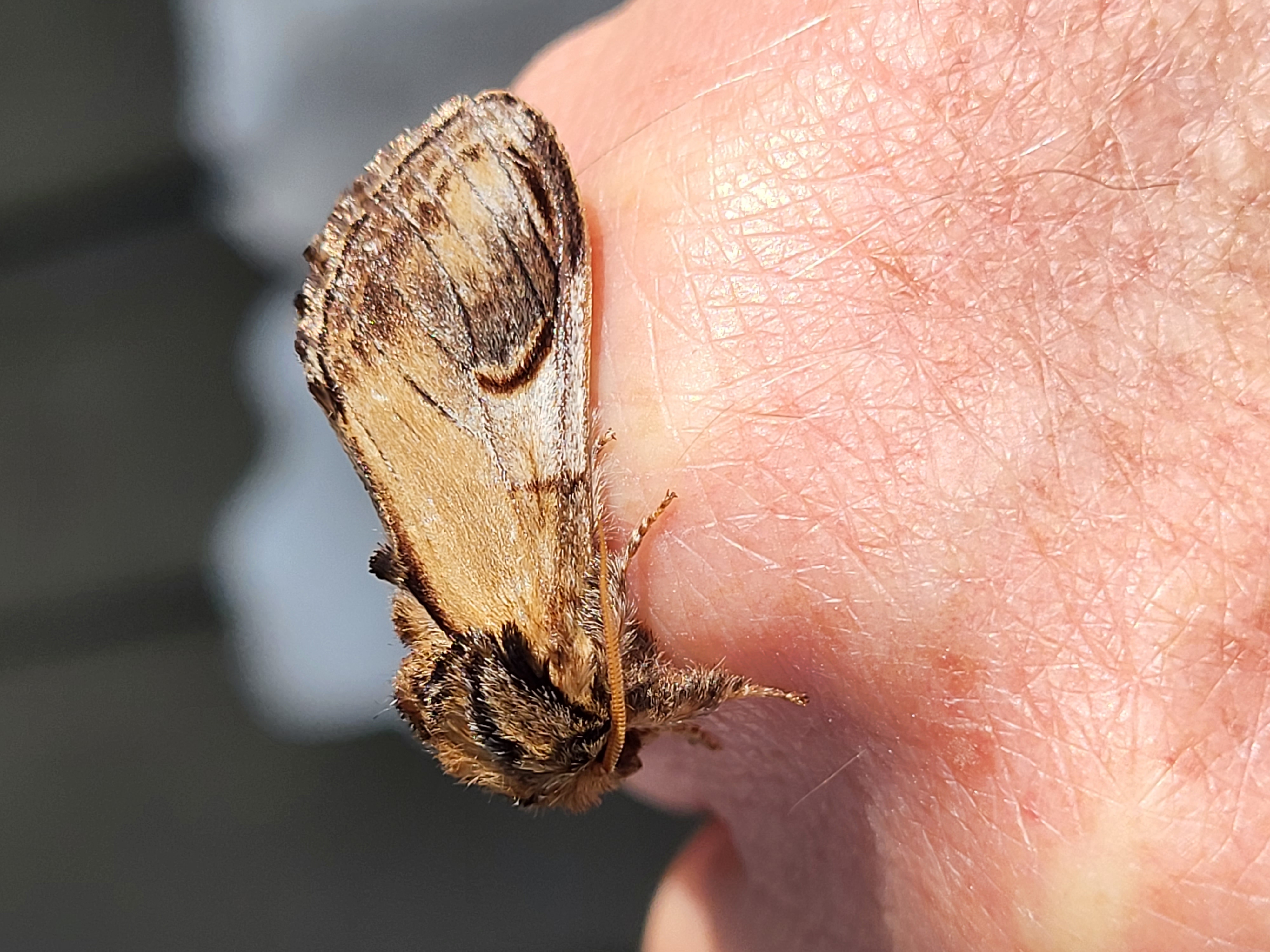 Photo of Pebble Prominent (Notodonta ziczac)